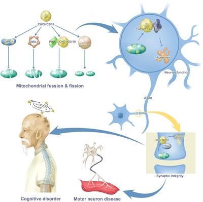 CHCHD2 and CHCHD10: Future therapeutic targets in cognitive disorder and motor neuron disorder